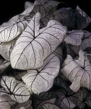 Caladium candidum